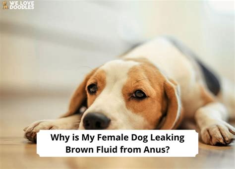 dog leaking fluid from anus|Help! My Dog’s Anal Glands are leaking. (7 reasons